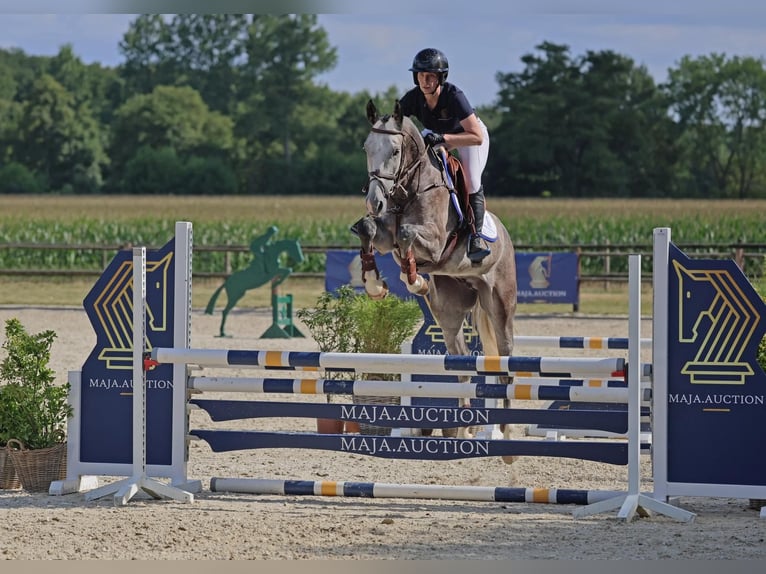 KWPN Wallach 4 Jahre 166 cm Apfelschimmel in Diepholz