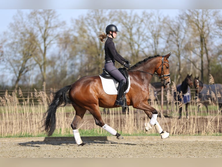 KWPN Wallach 4 Jahre 166 cm Brauner in Haaksbergen