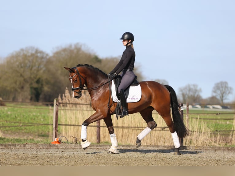 KWPN Wallach 4 Jahre 166 cm Brauner in Haaksbergen
