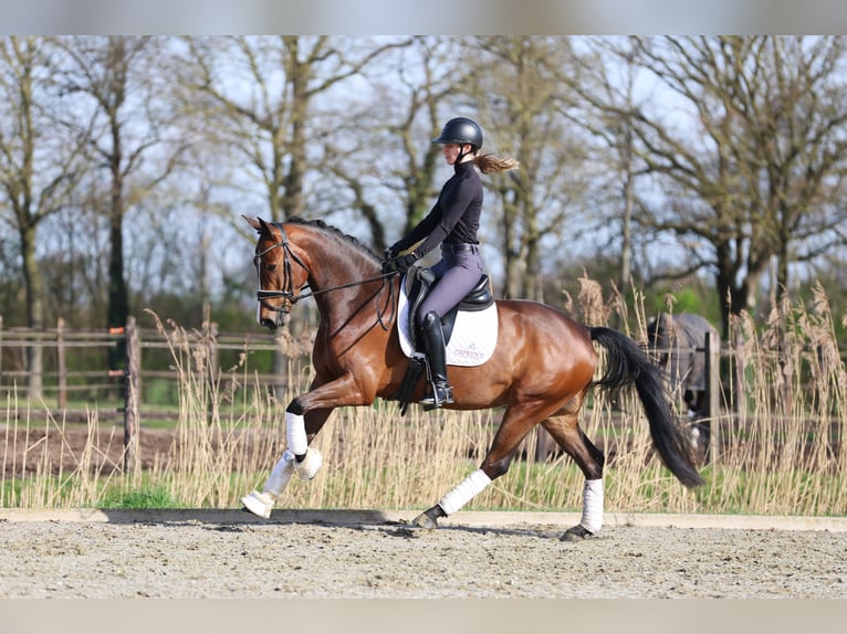 KWPN Wallach 4 Jahre 166 cm Brauner in Haaksbergen