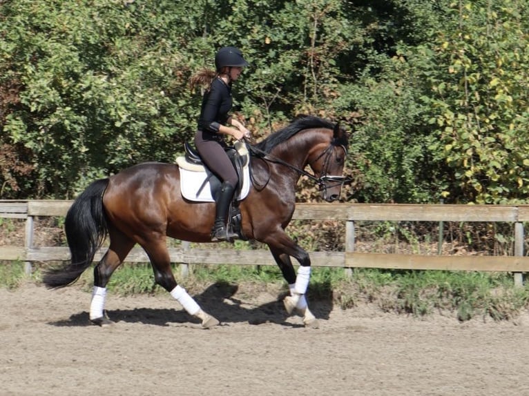 KWPN Wallach 4 Jahre 166 cm Brauner in Soest