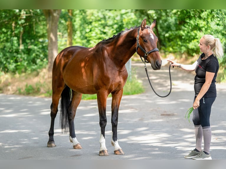 KWPN Wallach 4 Jahre 166 cm Brauner in Kaldenkirchen