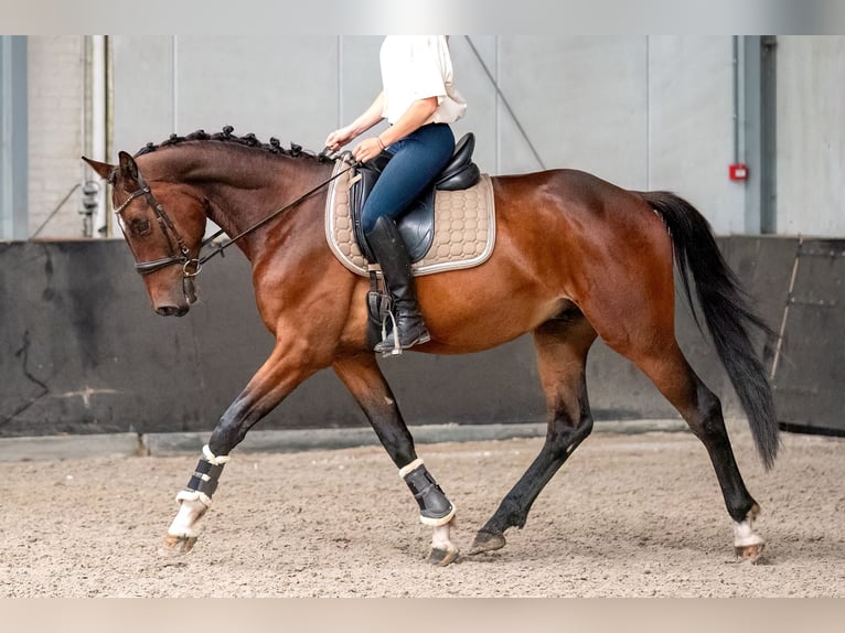 KWPN Wallach 4 Jahre 166 cm Brauner in Kaldenkirchen