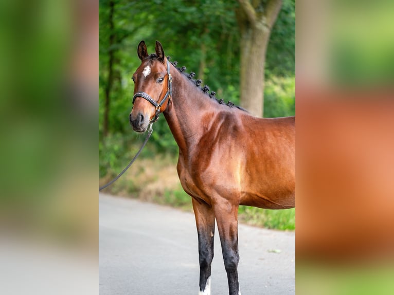KWPN Wallach 4 Jahre 166 cm Brauner in Kaldenkirchen