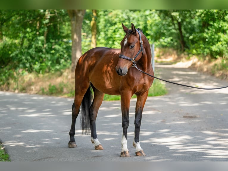 KWPN Wallach 4 Jahre 166 cm Brauner in Kaldenkirchen
