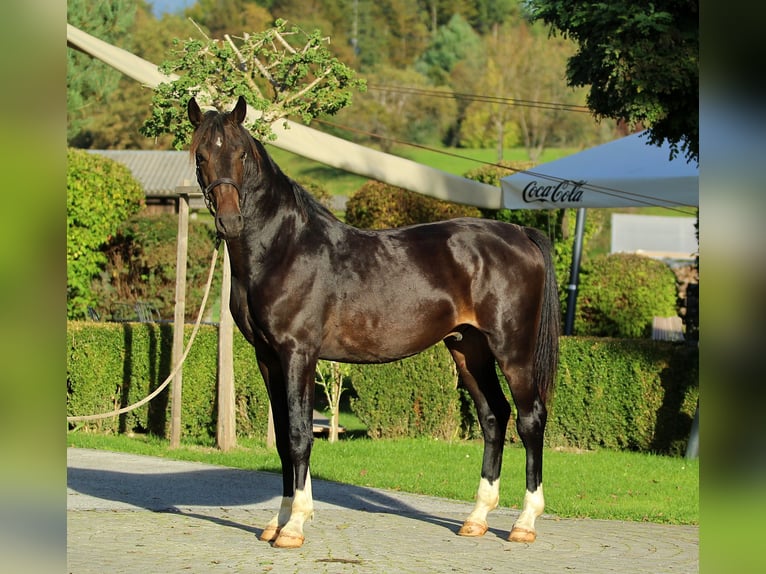 KWPN Wallach 4 Jahre 166 cm Brauner in Kamnik