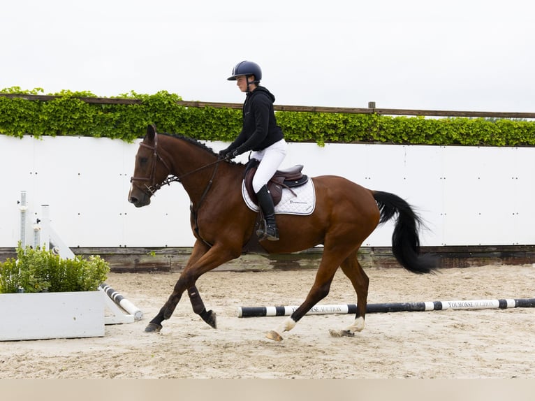 KWPN Wallach 4 Jahre 166 cm Brauner in Waddinxveen