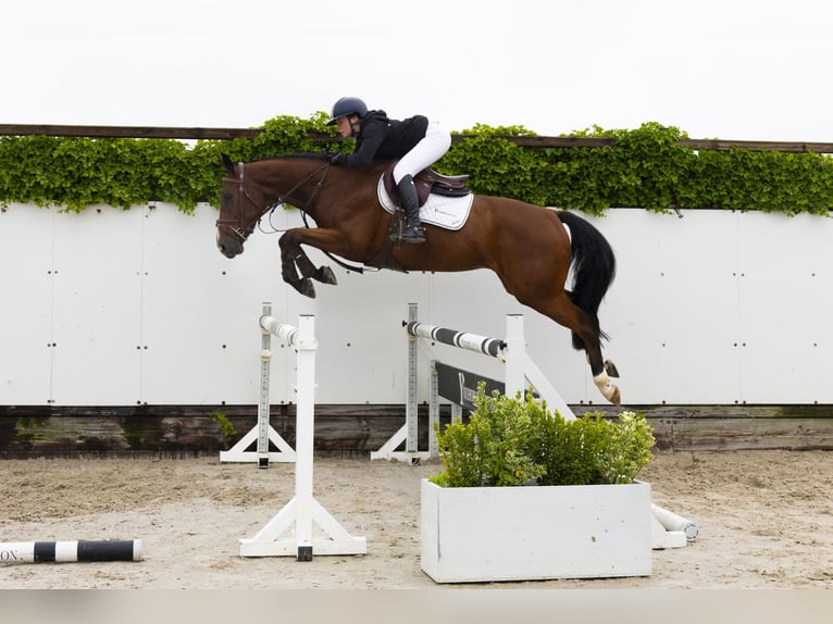 KWPN Wallach 4 Jahre 166 cm Brauner in Waddinxveen