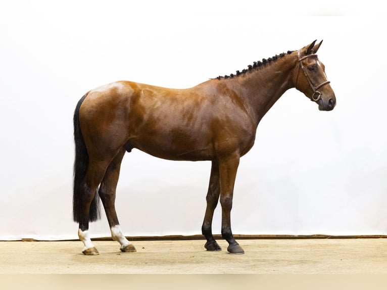 KWPN Wallach 4 Jahre 166 cm Brauner in Waddinxveen