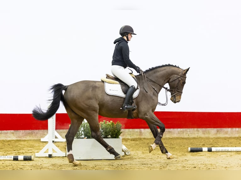 KWPN Wallach 4 Jahre 166 cm Brauner in Waddinxveen