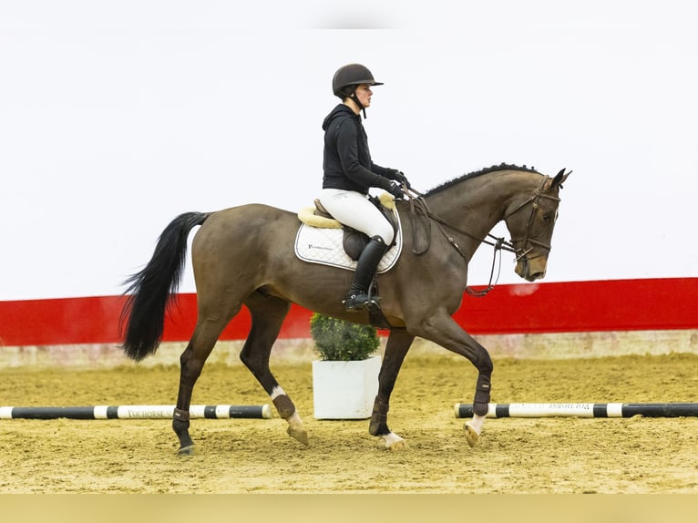 KWPN Wallach 4 Jahre 166 cm Brauner in Waddinxveen