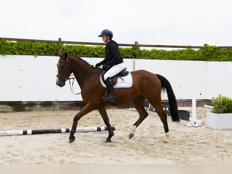 KWPN Wallach 4 Jahre 166 cm Brauner in Waddinxveen