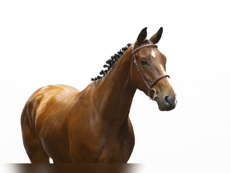KWPN Wallach 4 Jahre 166 cm Brauner in Waddinxveen
