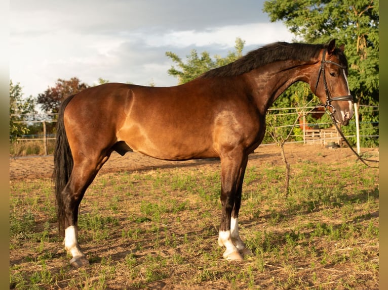 KWPN Wallach 4 Jahre 166 cm Brauner in Szatymaz
