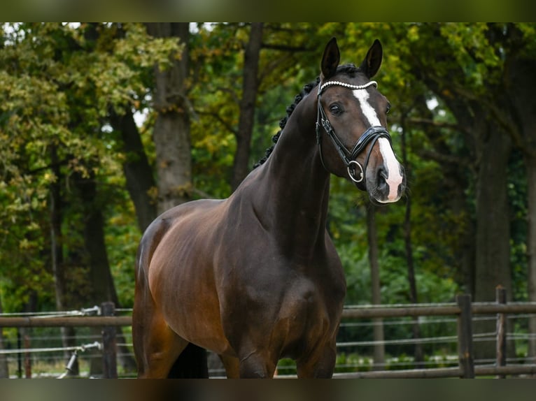 KWPN Wallach 4 Jahre 166 cm Dunkelbrauner in Loon op Zand