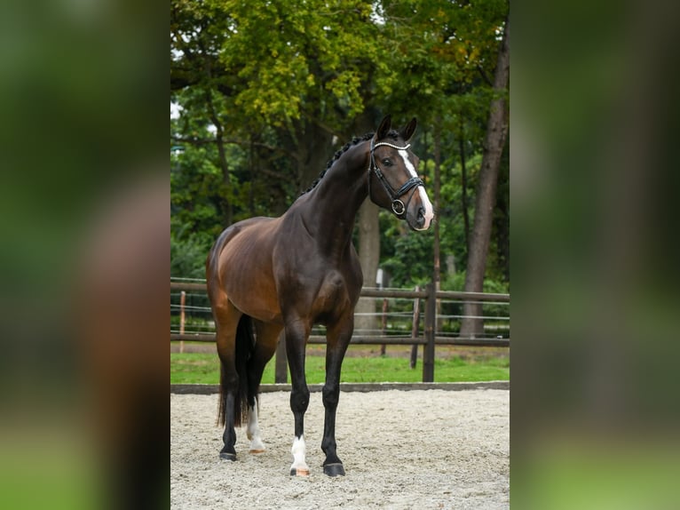 KWPN Wallach 4 Jahre 166 cm Dunkelbrauner in Loon op Zand