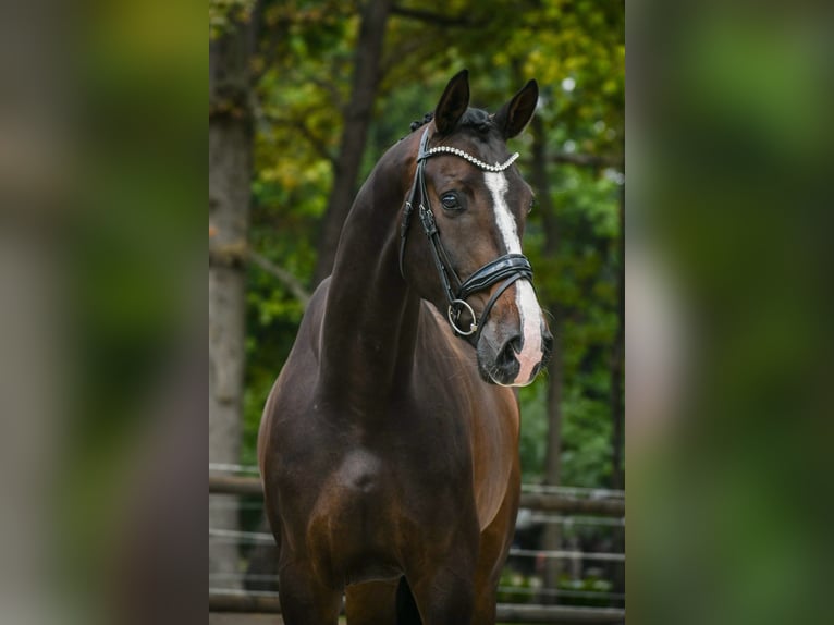 KWPN Wallach 4 Jahre 166 cm Dunkelbrauner in Loon op Zand