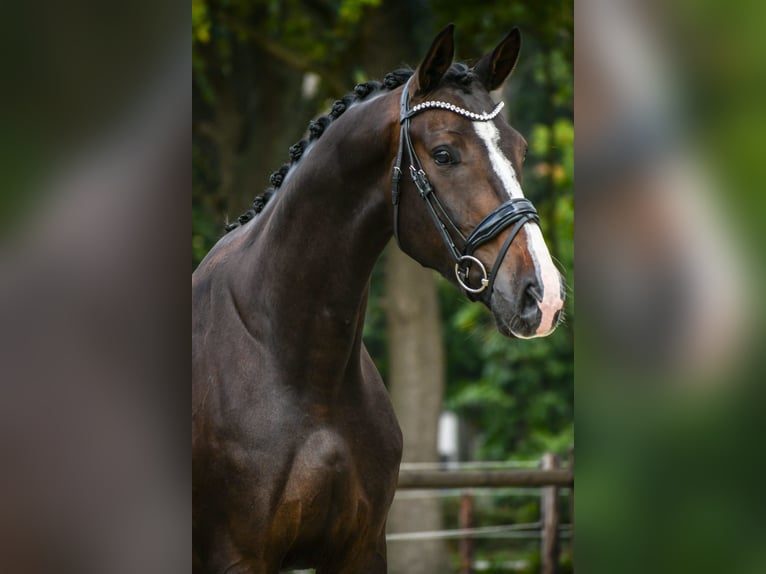 KWPN Wallach 4 Jahre 166 cm Dunkelbrauner in Loon op Zand