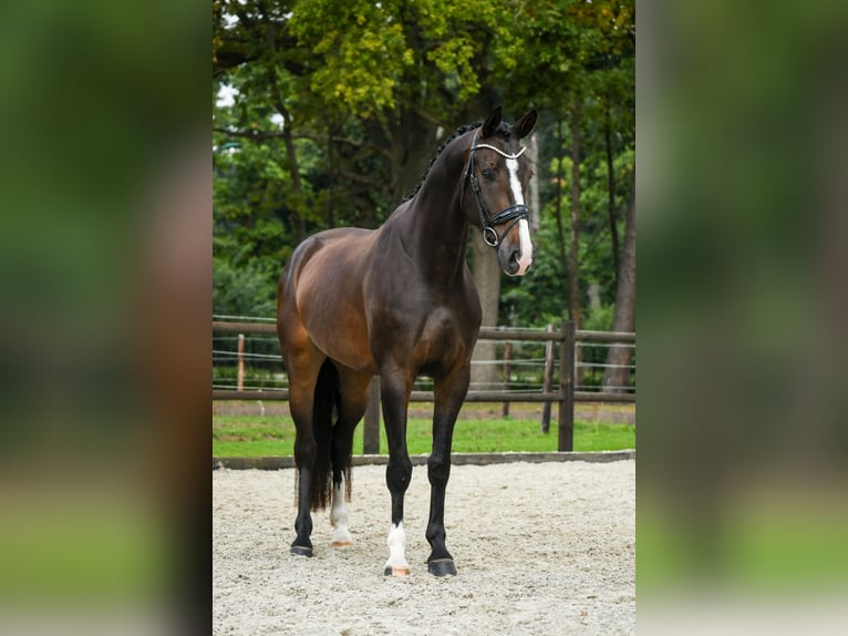KWPN Wallach 4 Jahre 166 cm Dunkelbrauner in Loon op Zand