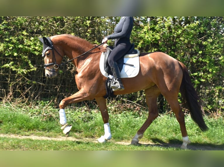 KWPN Wallach 4 Jahre 166 cm Fuchs in Neuss