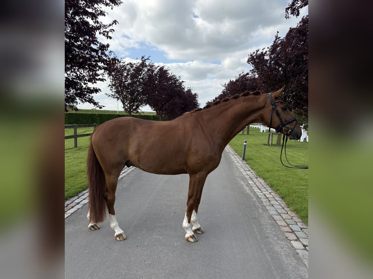 KWPN Wallach 4 Jahre 166 cm Fuchs in Heerewaarden