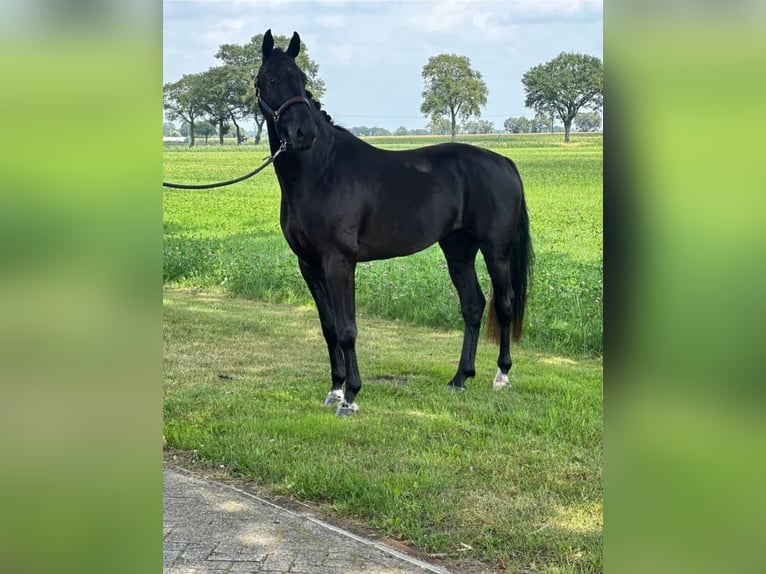 KWPN Wallach 4 Jahre 166 cm Rappe in Gütersloh