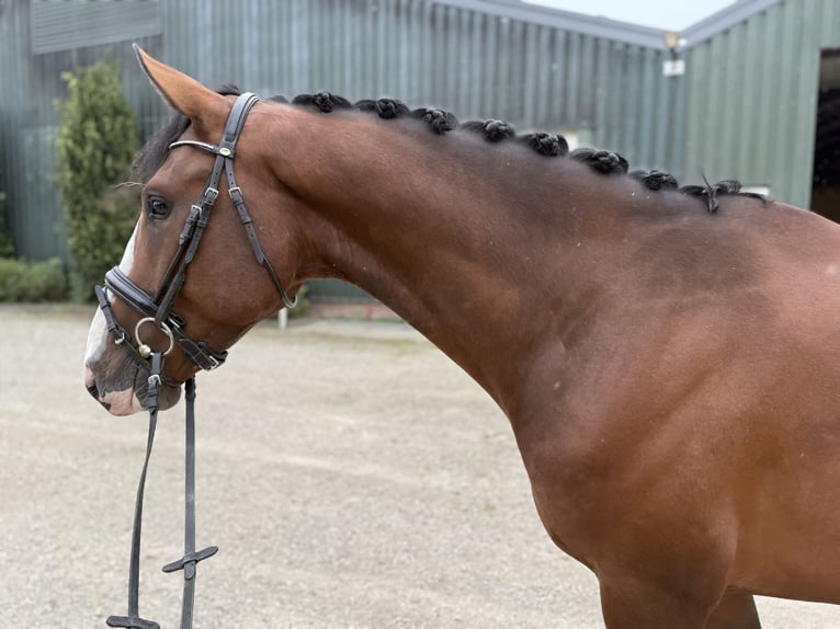 KWPN Wallach 4 Jahre 167 cm Brauner in Oud Gastel