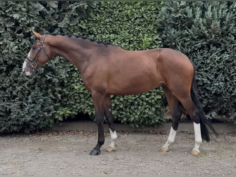 KWPN Wallach 4 Jahre 167 cm Brauner in Oud Gastel