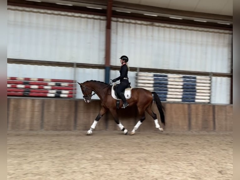 KWPN Wallach 4 Jahre 167 cm Brauner in Oud Gastel