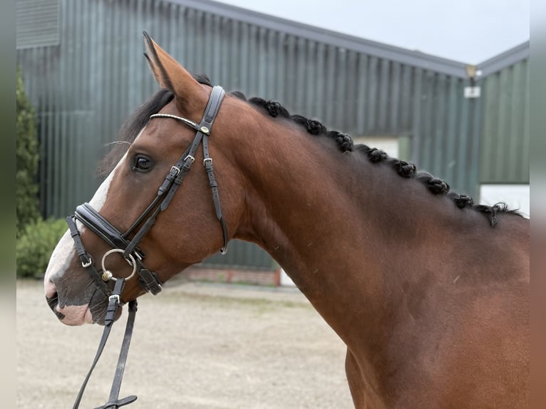 KWPN Wallach 4 Jahre 167 cm Brauner in Oud Gastel