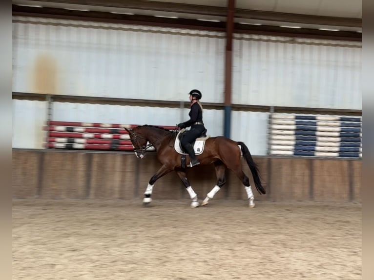 KWPN Wallach 4 Jahre 167 cm Brauner in Oud Gastel