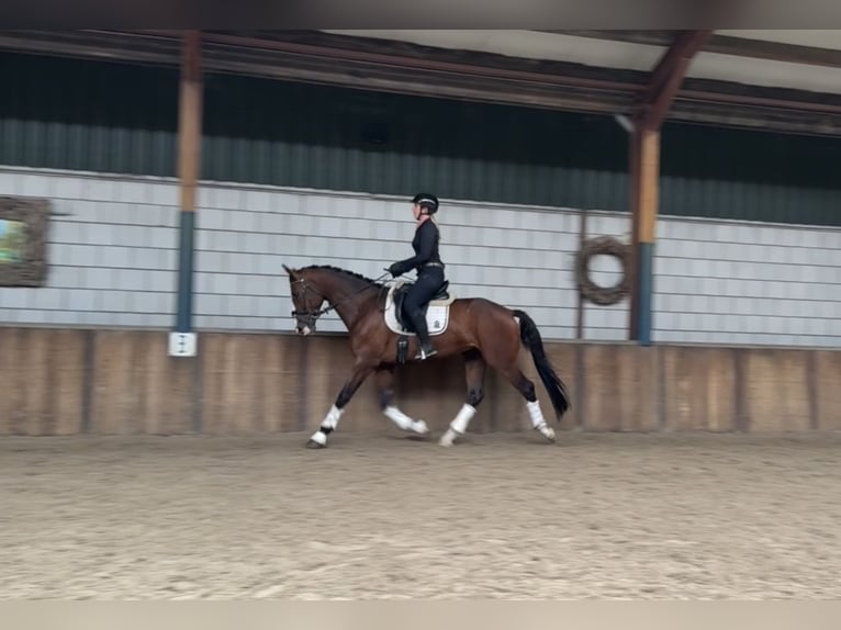 KWPN Wallach 4 Jahre 167 cm Brauner in Oud Gastel