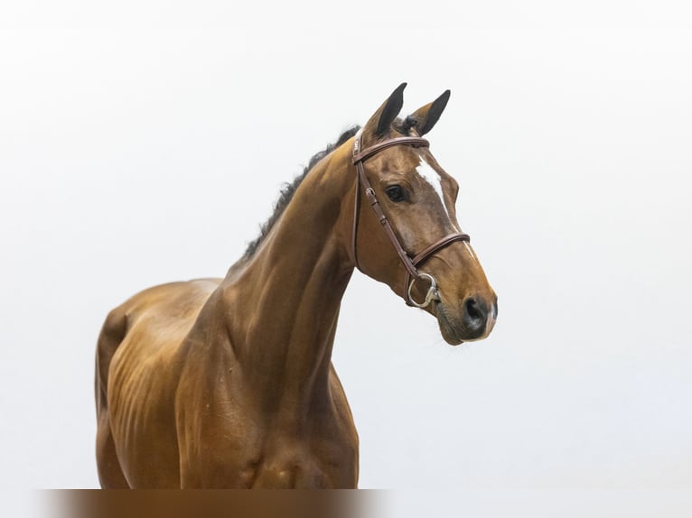 KWPN Wallach 4 Jahre 167 cm Brauner in Waddinxveen