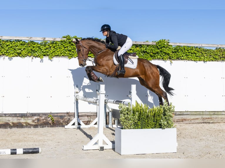 KWPN Wallach 4 Jahre 167 cm Brauner in Waddinxveen