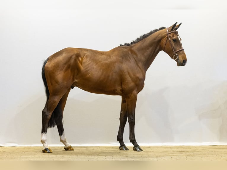 KWPN Wallach 4 Jahre 167 cm Brauner in Waddinxveen