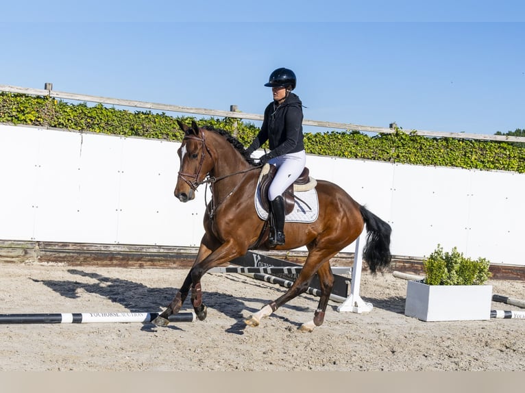 KWPN Wallach 4 Jahre 167 cm Brauner in Waddinxveen