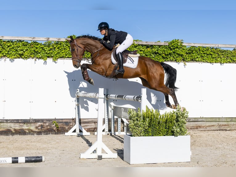 KWPN Wallach 4 Jahre 167 cm Brauner in Waddinxveen