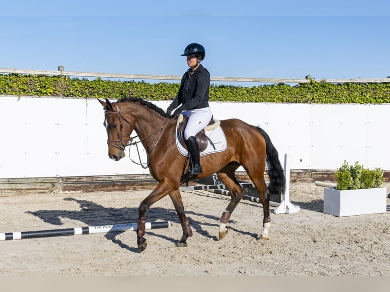 KWPN Wallach 4 Jahre 167 cm Brauner in Waddinxveen