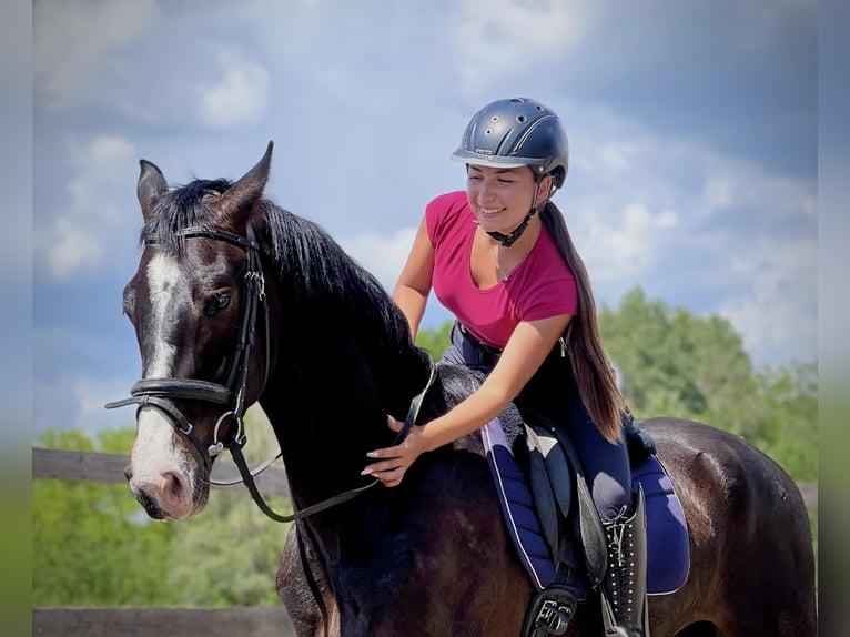 KWPN Wallach 4 Jahre 167 cm Brauner in Szatymaz