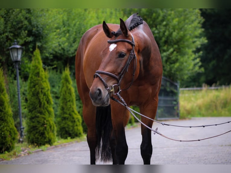 KWPN Wallach 4 Jahre 167 cm Brauner in Wächtersbach