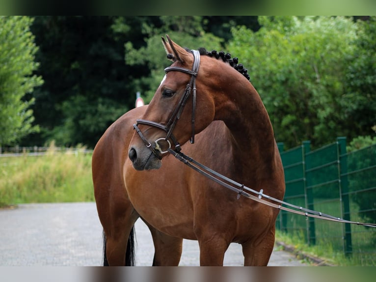 KWPN Wallach 4 Jahre 167 cm Brauner in Wächtersbach