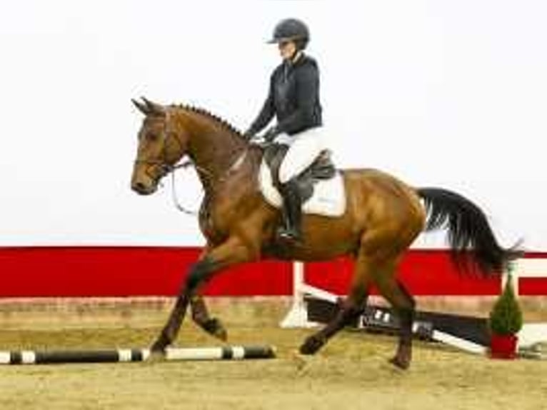 KWPN Wallach 4 Jahre 167 cm Brauner in Waddinxveen