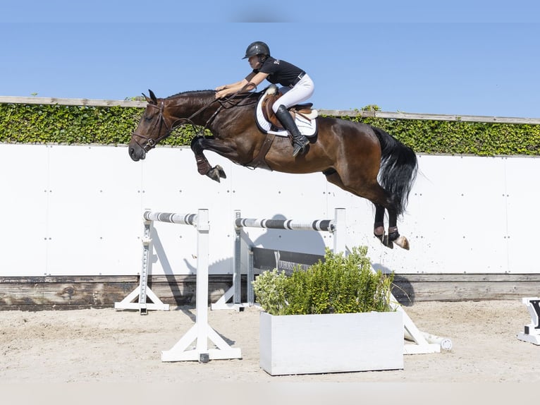 KWPN Wallach 4 Jahre 167 cm Brauner in Waddinxveen