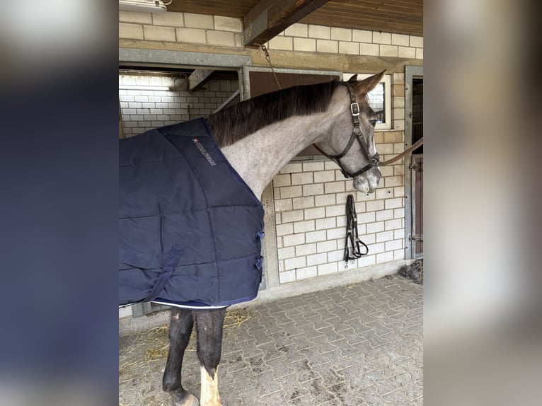 KWPN Wallach 4 Jahre 167 cm Braunfalbschimmel in Villmar