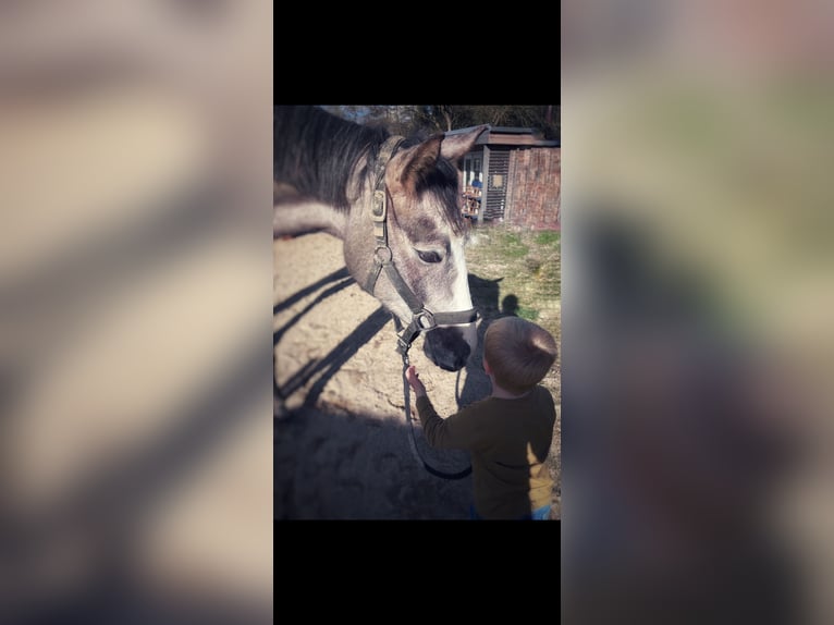 KWPN Wallach 4 Jahre 167 cm Braunfalbschimmel in Villmar