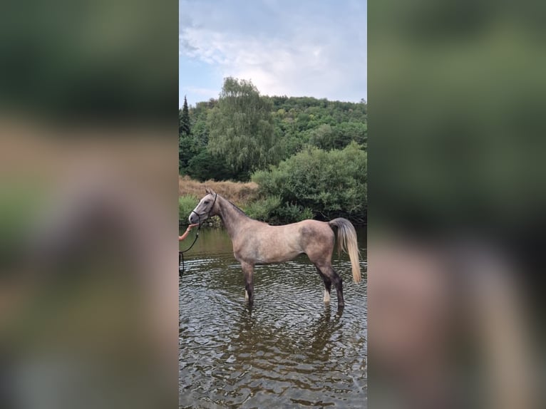 KWPN Wallach 4 Jahre 167 cm Braunfalbschimmel in Villmar