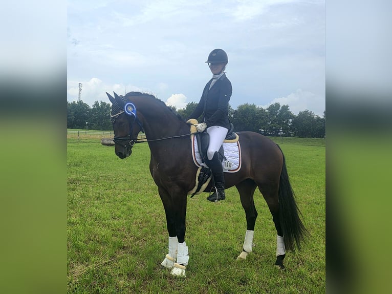 KWPN Wallach 4 Jahre 167 cm Dunkelbrauner in Neuss