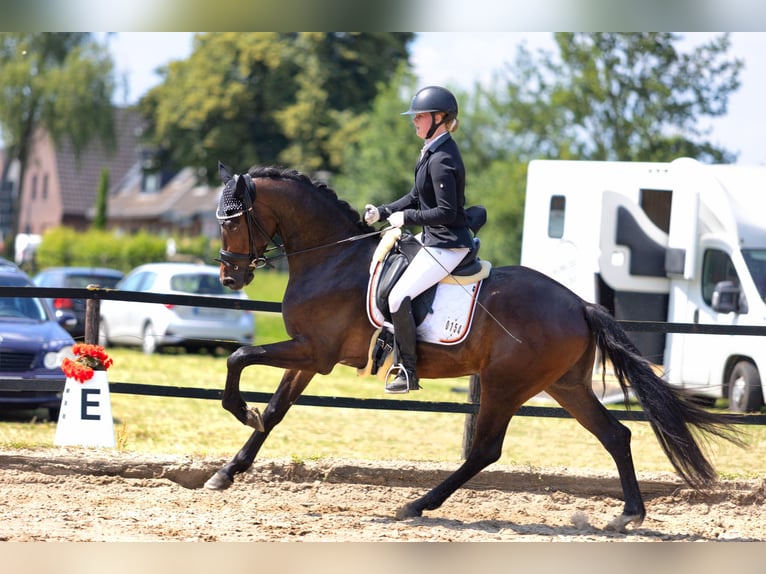 KWPN Wallach 4 Jahre 167 cm Dunkelbrauner in Neuss