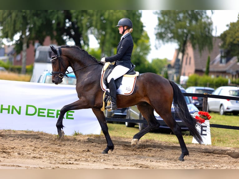 KWPN Wallach 4 Jahre 167 cm Dunkelbrauner in Neuss