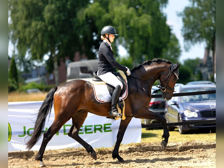 KWPN Wallach 4 Jahre 167 cm Dunkelbrauner in Neuss